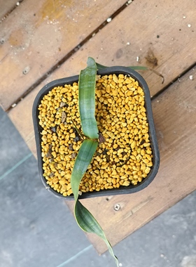 百岁兰实生潮流块根植物一物一拍精品拍摄于2501010