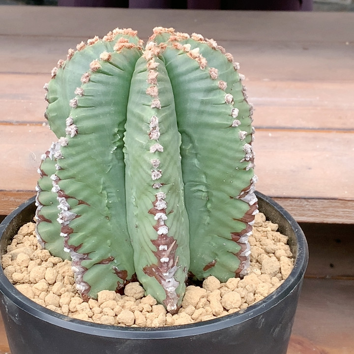 老鸾龟甲,鲜花速递/花卉仿真/绿植园艺,多肉植物,淘宝优惠券,粉丝福利购,淘宝优惠卷