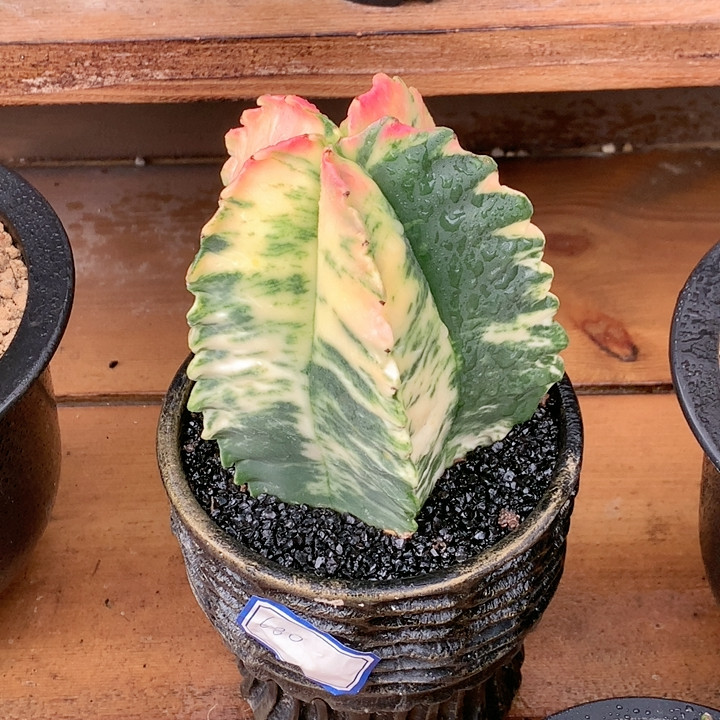 龟甲鸾锦,鲜花速递/花卉仿真/绿植园艺,多肉植物,淘宝优惠券,粉丝福利购,淘宝优惠卷