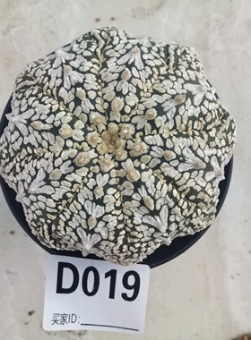 海星V兜超兜8.3厘米实生块根植物仙人球一物一拍精品拍摄于250103