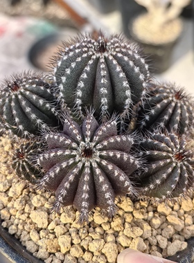 尤伯球群实生实生块根植物仙人球一物一拍精品拍摄于250107