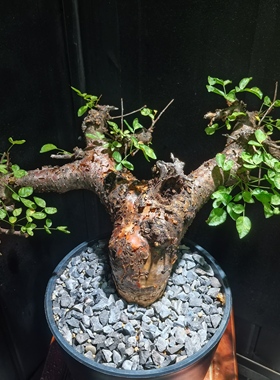 大勃然恩斯黑皮橄榄养定潮流块根植物一物一拍精品拍摄于250903