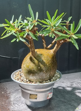 象芽宫黄皮花斑14厘米养定块根植物一物一拍精品拍摄于251115