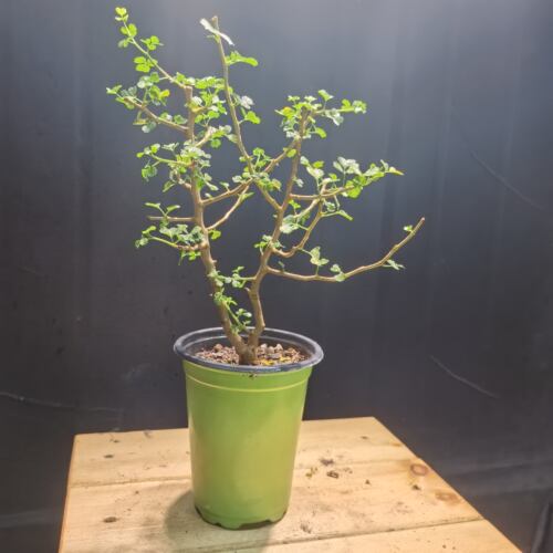 好望角橄榄开瓶器Commiphora capensis 实生块根植物一物一260716
