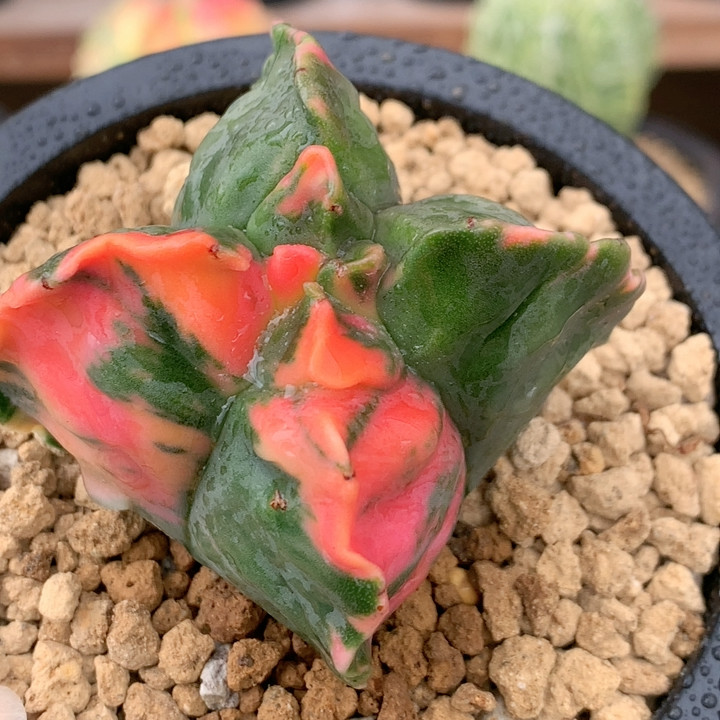 四角龟甲鸾锦,鲜花速递/花卉仿真/绿植园艺,多肉植物,淘宝优惠券,粉丝福利购,淘宝优惠卷