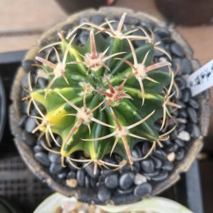 凌波锦实生块根植物仙人球一物一拍精品拍摄于260507