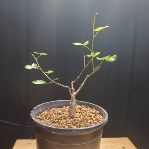 安哥拉绿皮橄榄Commiphora namibensis实生块根植物一物一260716