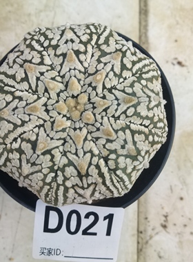 V兜超兜8厘米D021实生块根植物仙人球一物一拍精品拍摄于250103