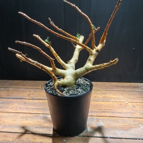 针叶橄榄Commiphora kraeuseliana潮流块根植物一物一拍260410