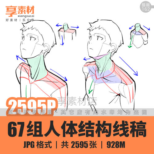 人体结构线稿图解人物插画动漫比例姿势动态头部身体手臂腿脚素材