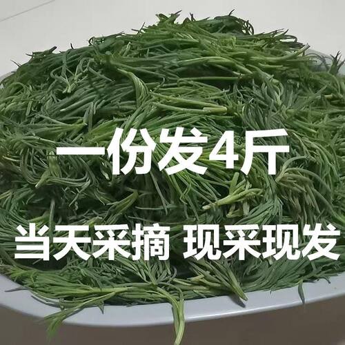 头茬黄西菜黄须菜碱蓬菜野菜