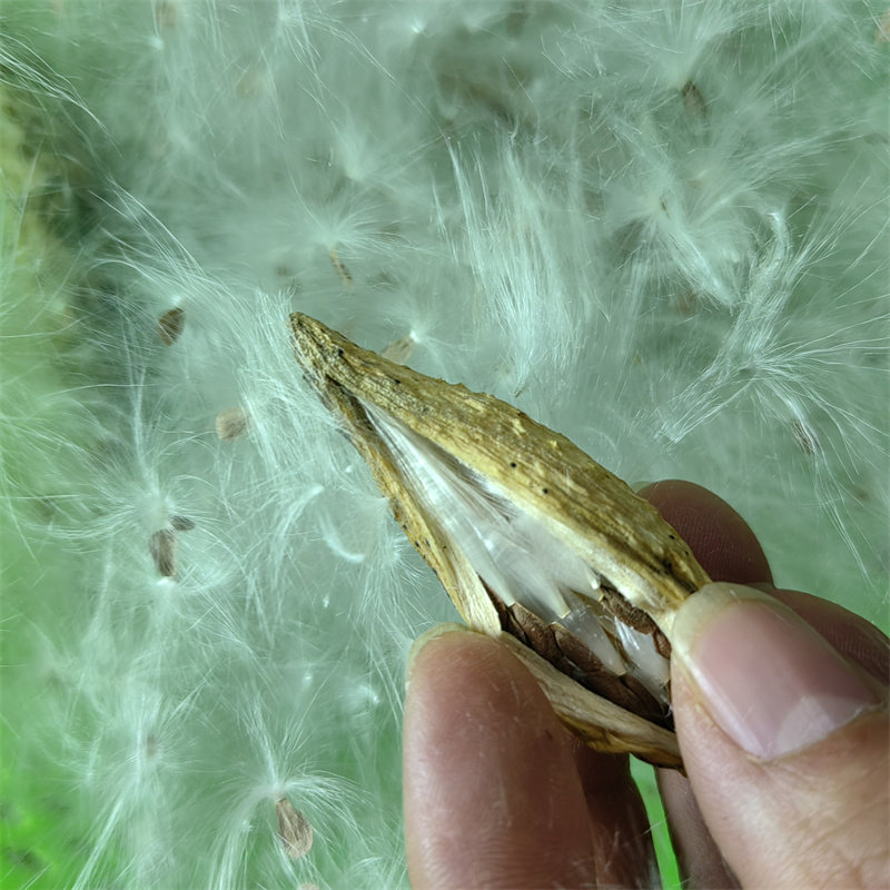 萝藦果网红萝摩果实毛会飞的毛直播工具萝蘑果干货现货现发