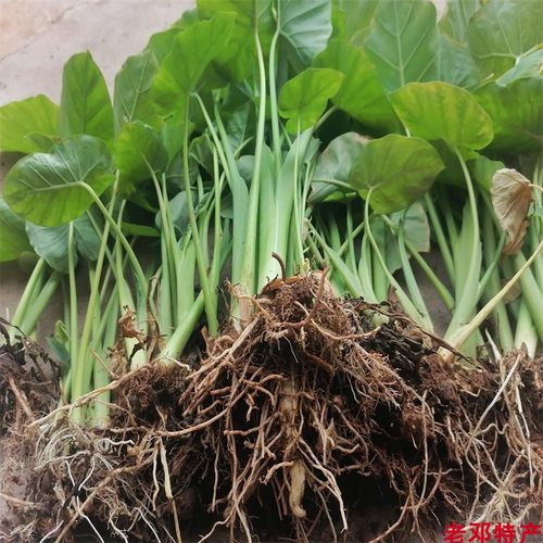 白芋种苗芋荷广菜苗懒人水培土培阳台客厅盆栽庭院绿植种子苗现挖