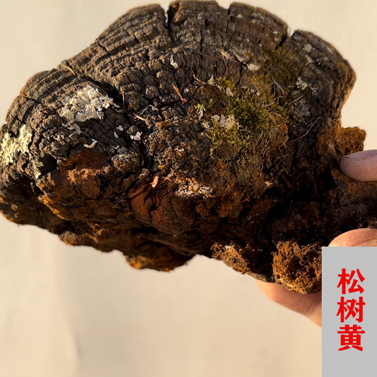 长白山野生灵芝松针层孔菌松树桑黄整枝可切块500克包邮