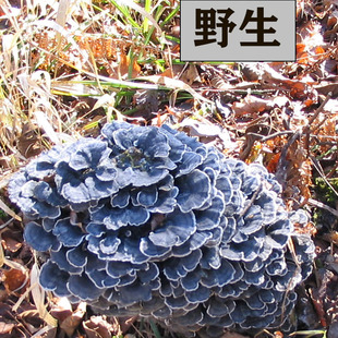 野生云芝 长白山灵芝东北吉林野生灵芝冰雪生长500克包邮