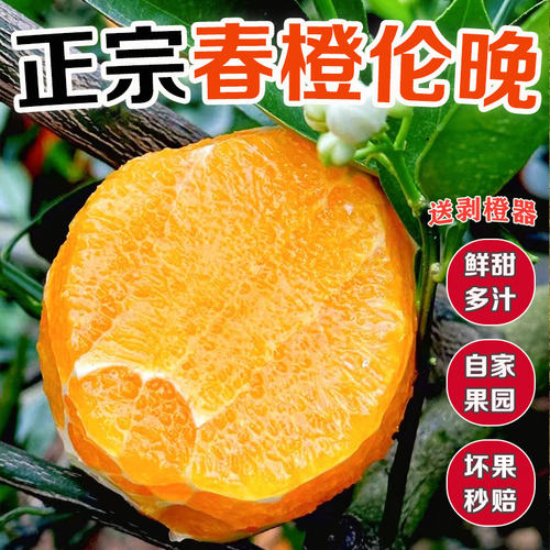 花果同枝湖北秭归脐橙伦晚