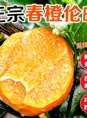 伦晚春橙秭归现摘新鲜水果甜橙正宗湖北脐橙赣整箱南10斤大伦晚橙