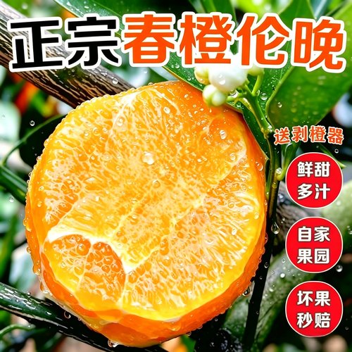花果同枝湖北秭归脐橙伦晚