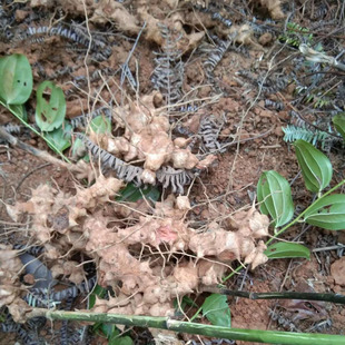 纯深山挖金刚藤中药材金刚刺根新生鲜现挖菝葜深山自挖铁菱角500g