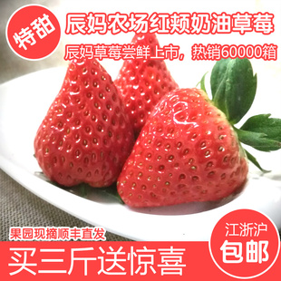 现摘草莓新鲜草莓奶油草莓日本红颊草莓牛奶草莓建德草莓3斤顺丰