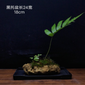 室内植物盆栽茶桌蕨类植物桌面