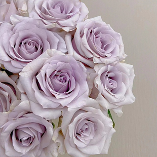 花知述月光曲切花花卉月季盆栽玫瑰树花苗