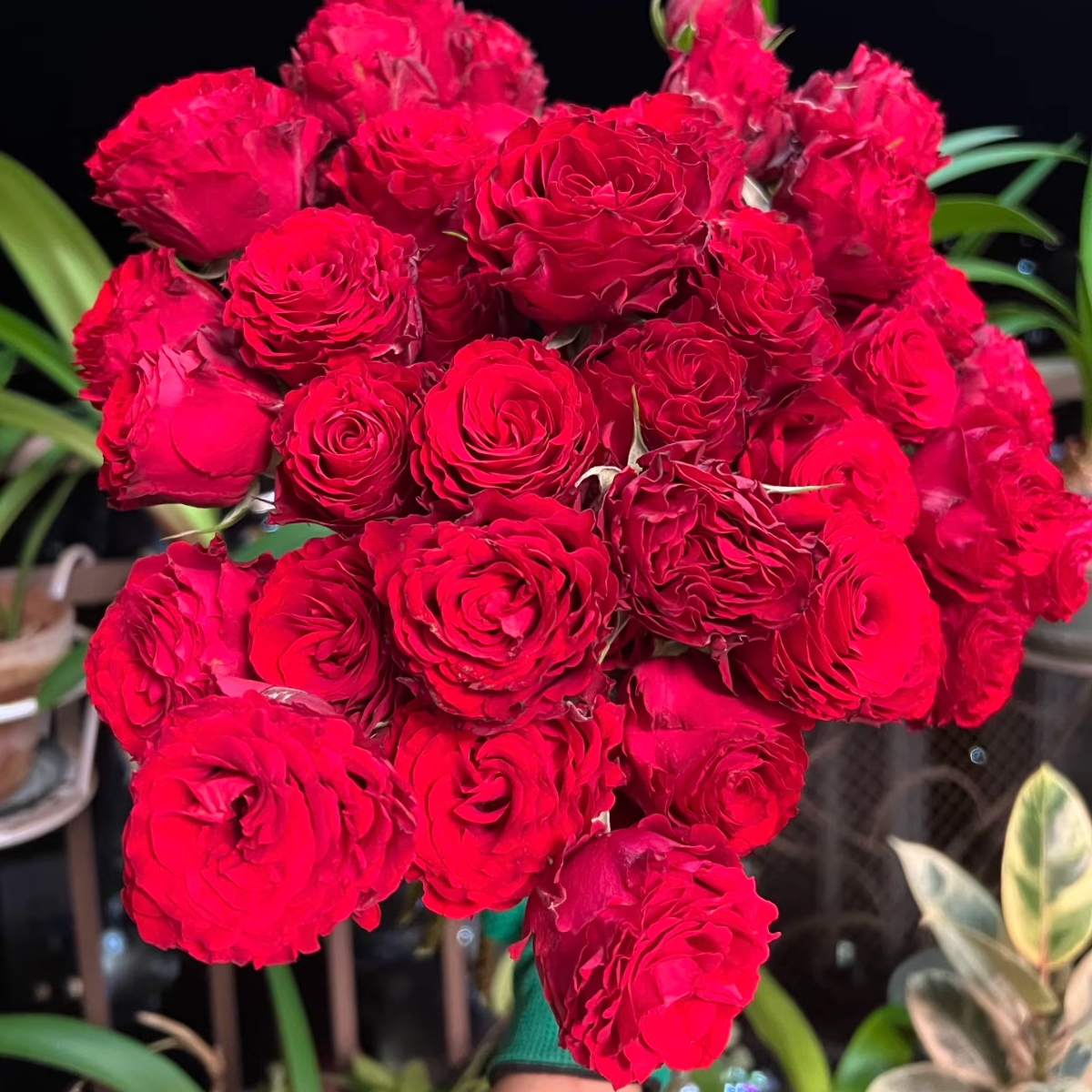 花知述园艺黑神话切花直立抗病花卉月季盆栽玫瑰树花苗