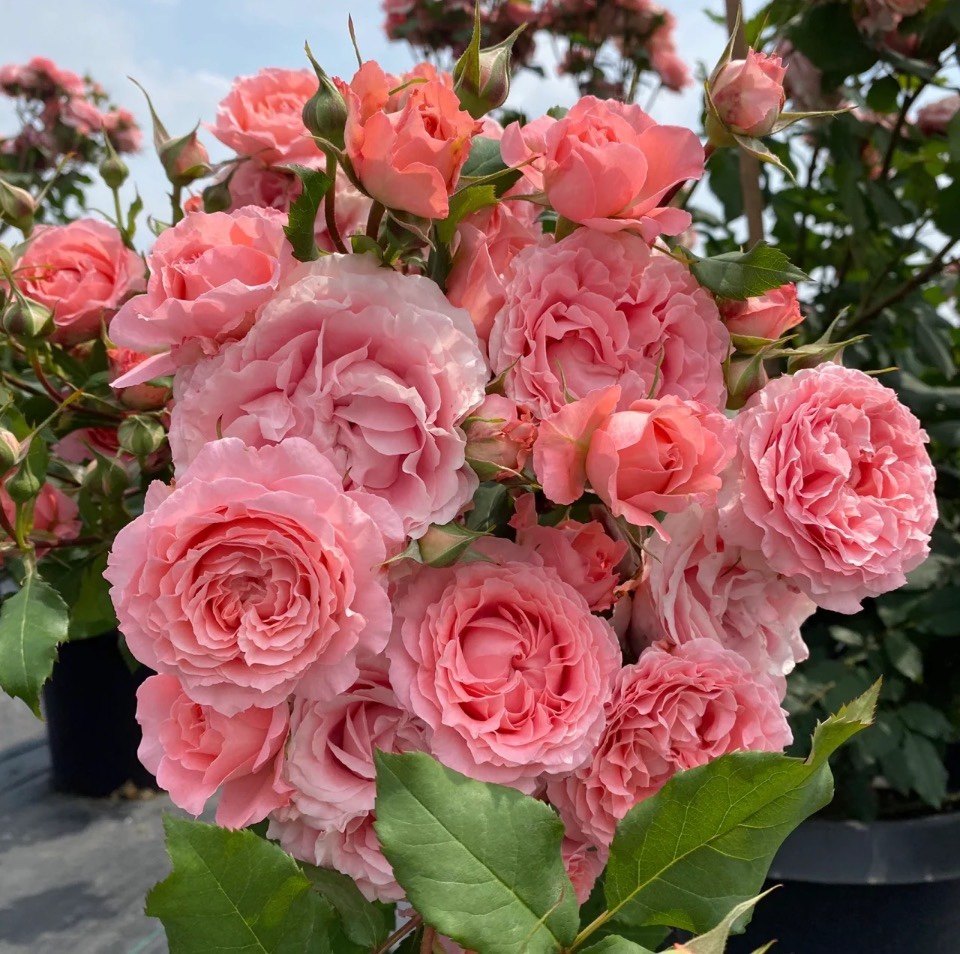 花知述 2加仑扦插粉荔枝珊瑚果冻真宙蓝色风暴月季阳台盆栽花卉