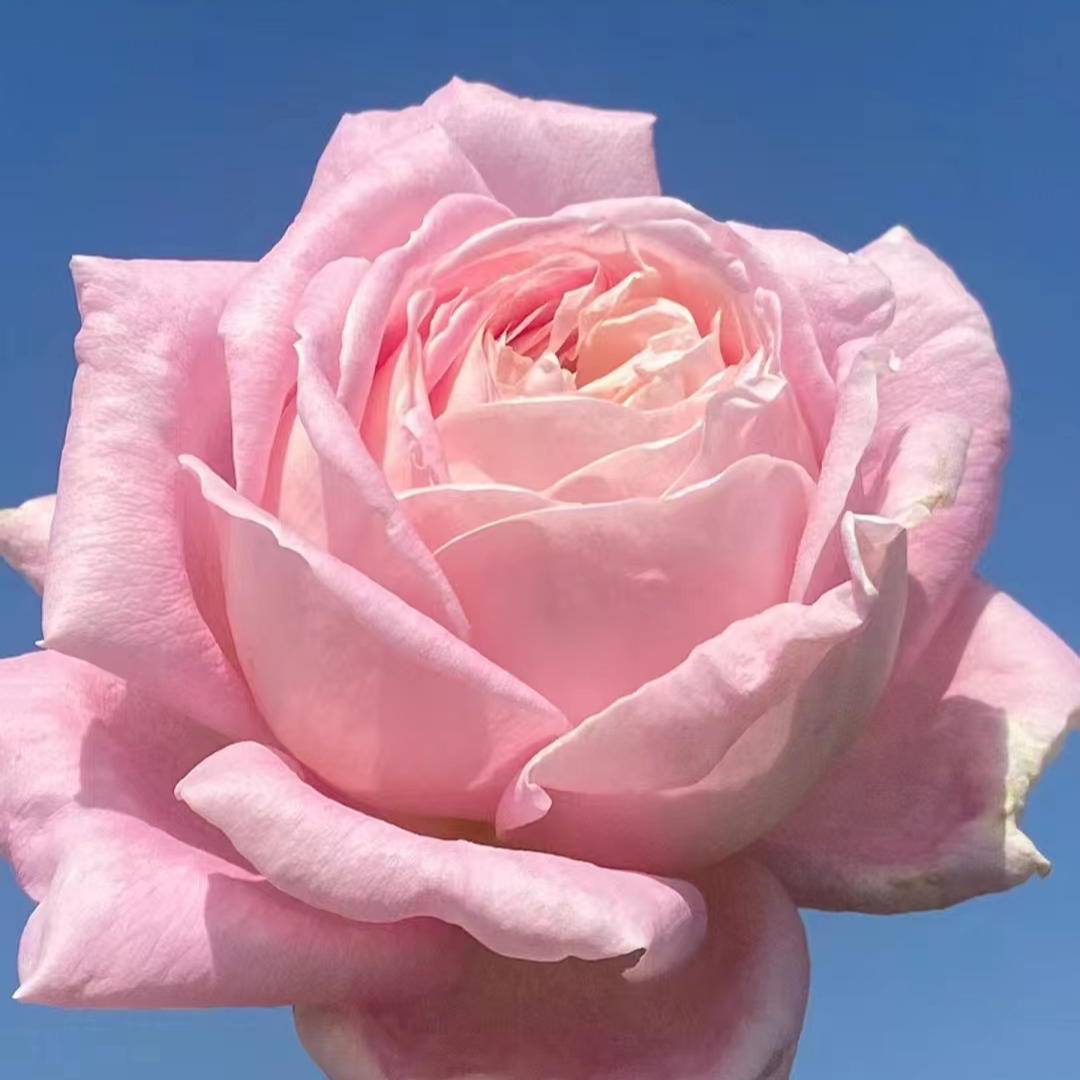 花知述园艺天赐恩宠 切花直立抗病花卉月季盆栽玫瑰