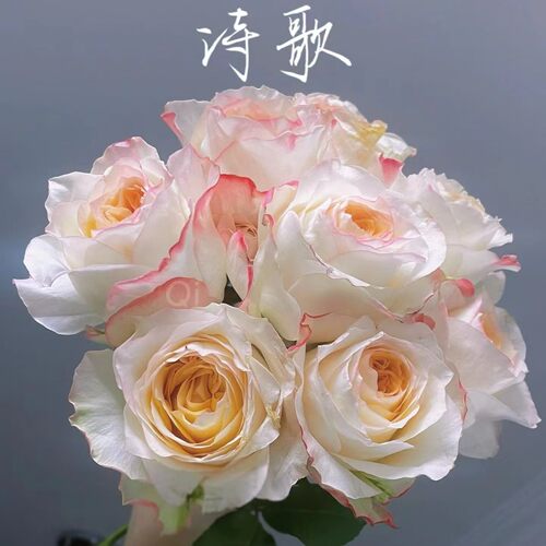 花知述园艺诗歌大花浓香玫瑰特大月季苗常年开花植物欧月庭院可养