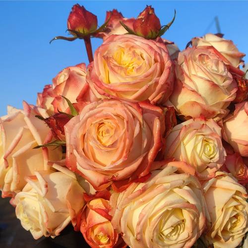 花知述园艺亚斯卡四季玫瑰月季花常年开花植物庭院阳台可养