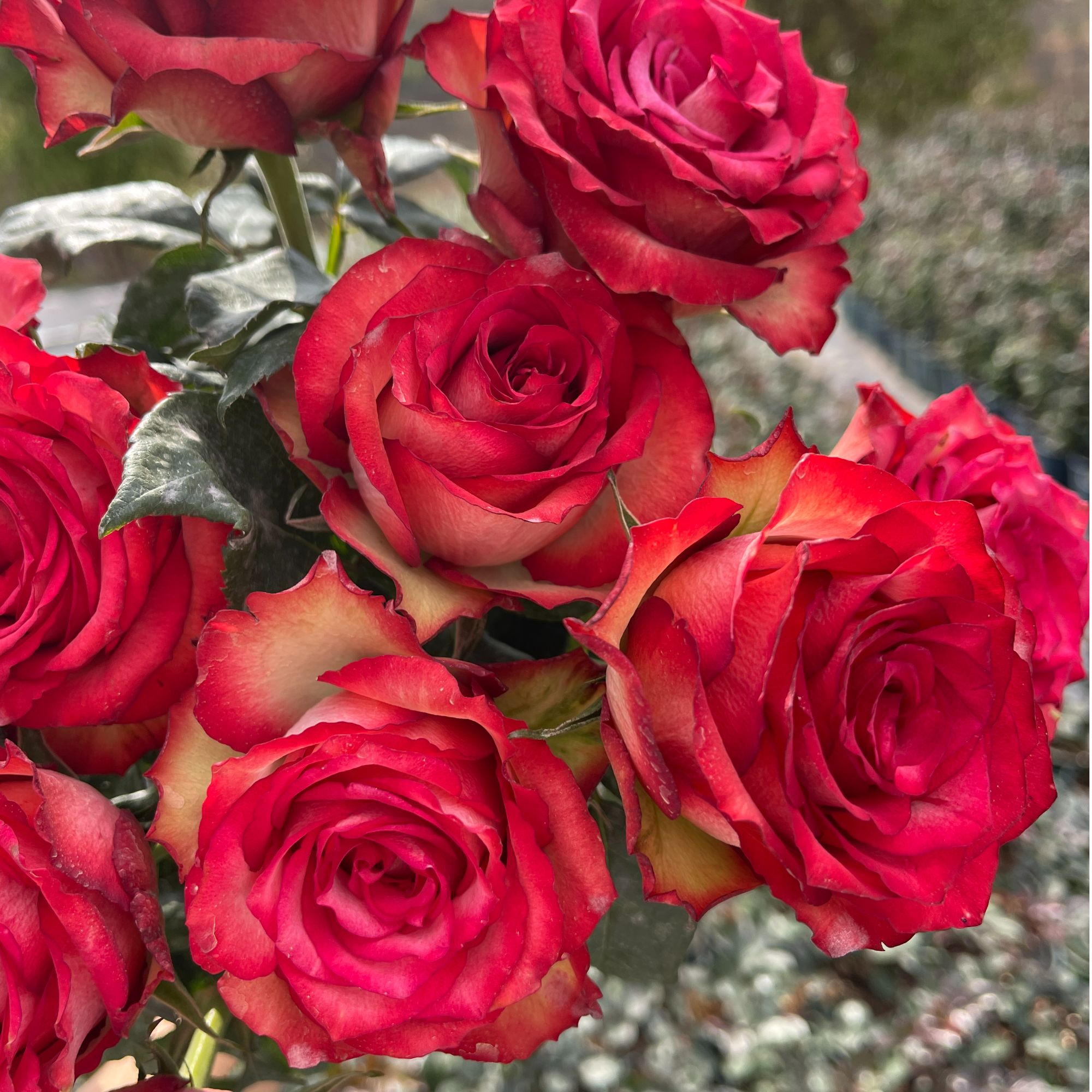 花知述园艺黑暗帝国\鸡尾酒会新手必入花卉月季盆栽玫瑰树花苗