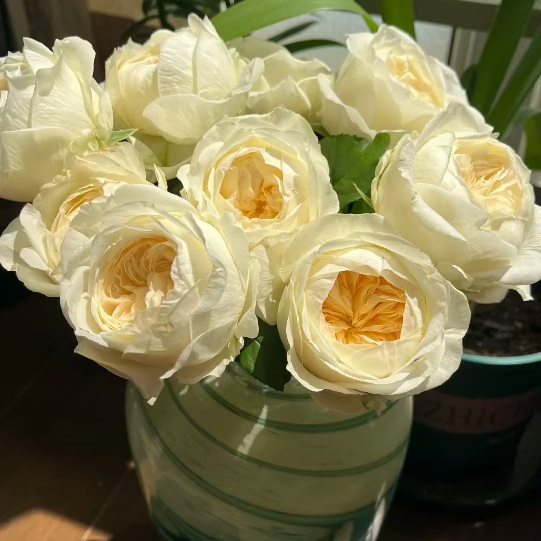 花知述园艺皎月仙子白色切花直立抗病花卉月季盆栽玫瑰树花苗,鲜花速递/花卉仿真/绿植园艺,时令草本花卉,淘宝优惠券,粉丝福利购,淘宝优惠卷