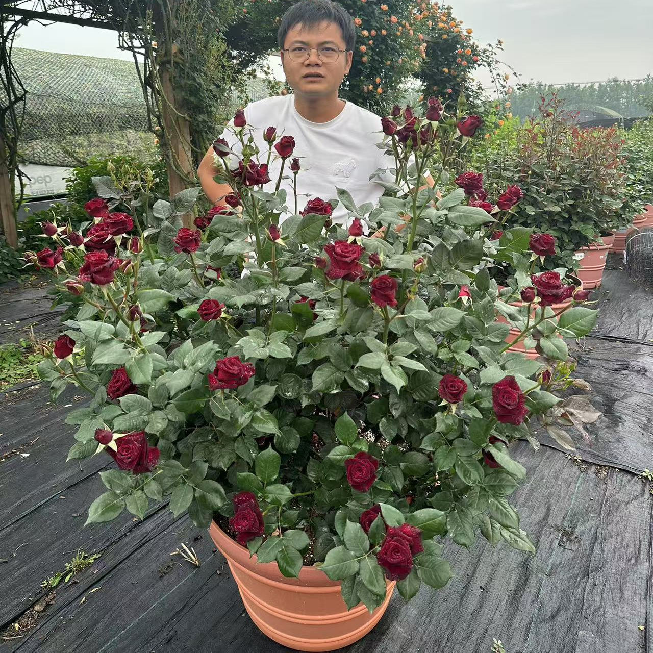 花知述园艺6加仑一物一拍四季玫瑰月季花常年开花植物庭院
