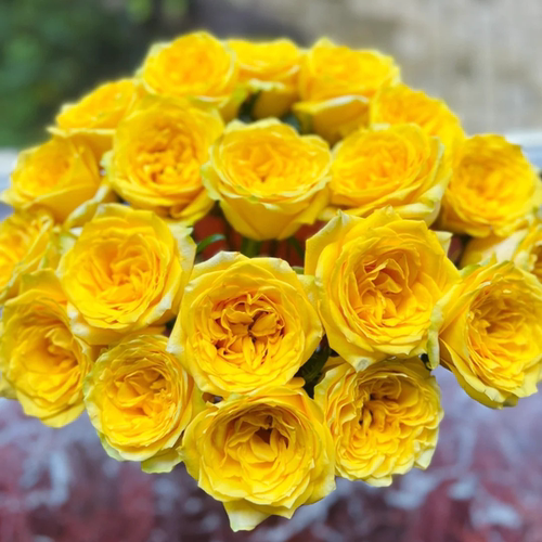 花知述园艺月光漫步玫瑰月季花开花植物庭院阳台可养