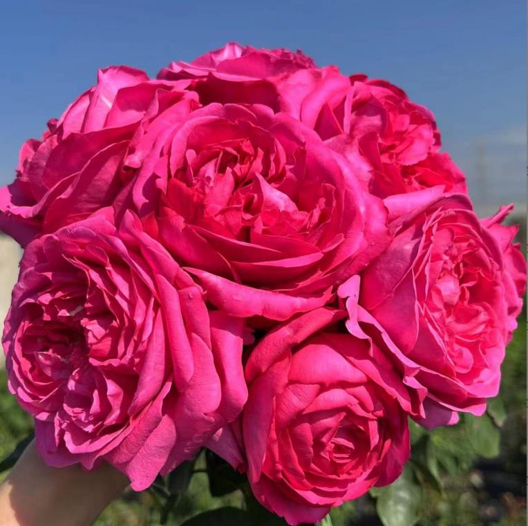 花知述园艺伊芙伯爵四季玫瑰月季