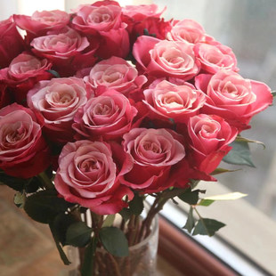 花知述 闺蜜 切花直立抗病花卉月季盆栽玫瑰树花苗