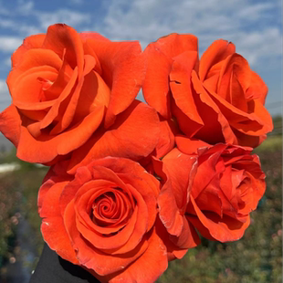 花知述园艺杏仁酒切花直立抗病花卉月季盆栽玫瑰树花苗