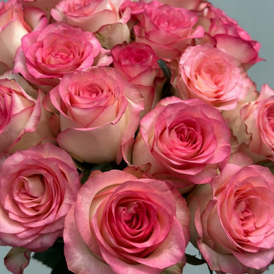 花知述园艺艾莎四季玫瑰月季花树苗常年开花植物庭院可养阳台可养