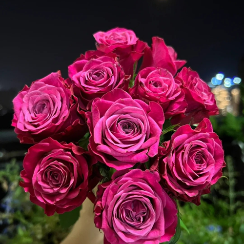 花知述园艺苏珊玫瑰月季花树苗常年开花植物庭院阳台可养