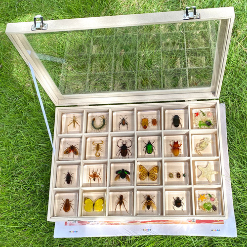 小动物真实昆虫琥珀树脂标本蜈蚣圣甲虫蜜蜂害虫螃蟹蟋蟀科学实验