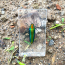 真实星天牛独角仙锹甲标本昆虫记琥珀摆件皮皮益智科教馆教学模型