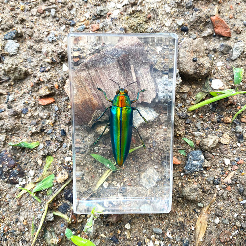 昆虫标本益智天牛模型甲虫