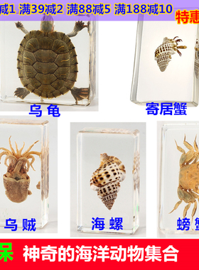 幼儿园教学真实海洋动物标本螃蟹乌贼树脂乌龟章鱼寄居蟹小龙虾