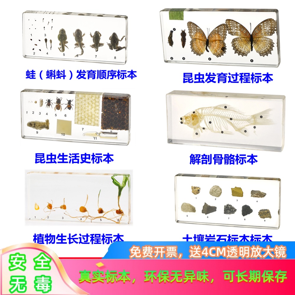 昆虫发育标本幼儿园教学植物生长