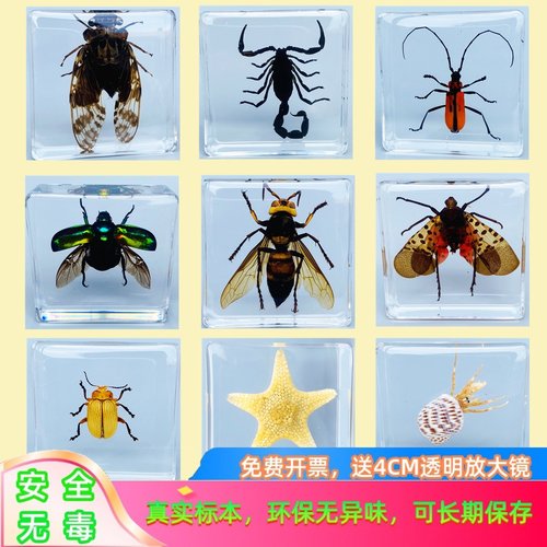 动物真实昆虫标本树脂蝎子蝴蝶