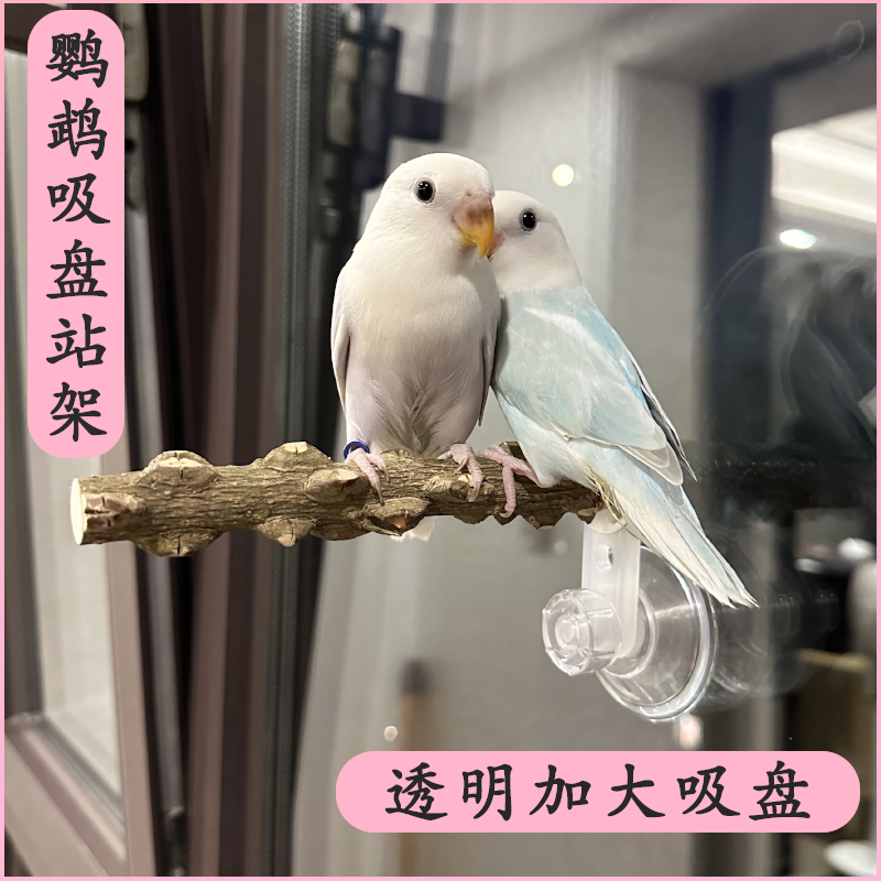 吸盘站架花椒木站杠鹦鹉鸟用站棍