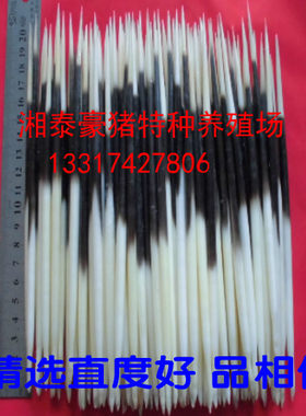 养殖豪猪刺箭猪刺刺猪刺品相好牙签浮漂发簪茶针古钱币清理工具
