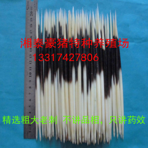 养殖药用豪猪刺豪猪毛刺猪刺箭猪刺药用整支刺完整清洗干净款
