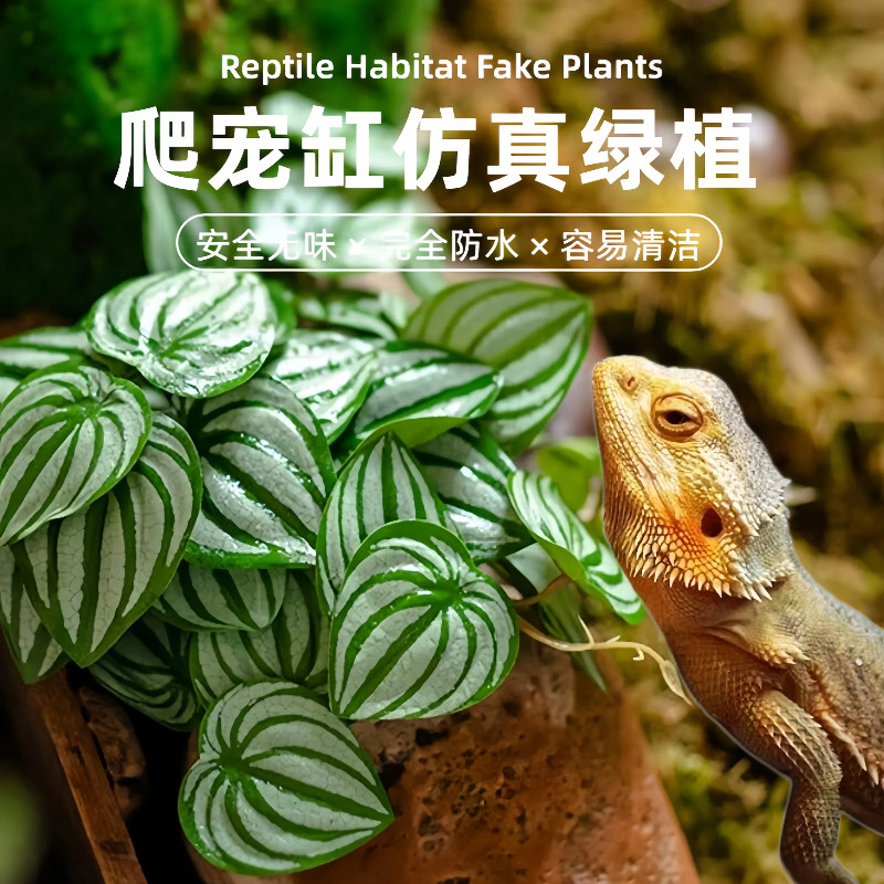 爬虫缸造景雨林缸守宫陆龟造景图片